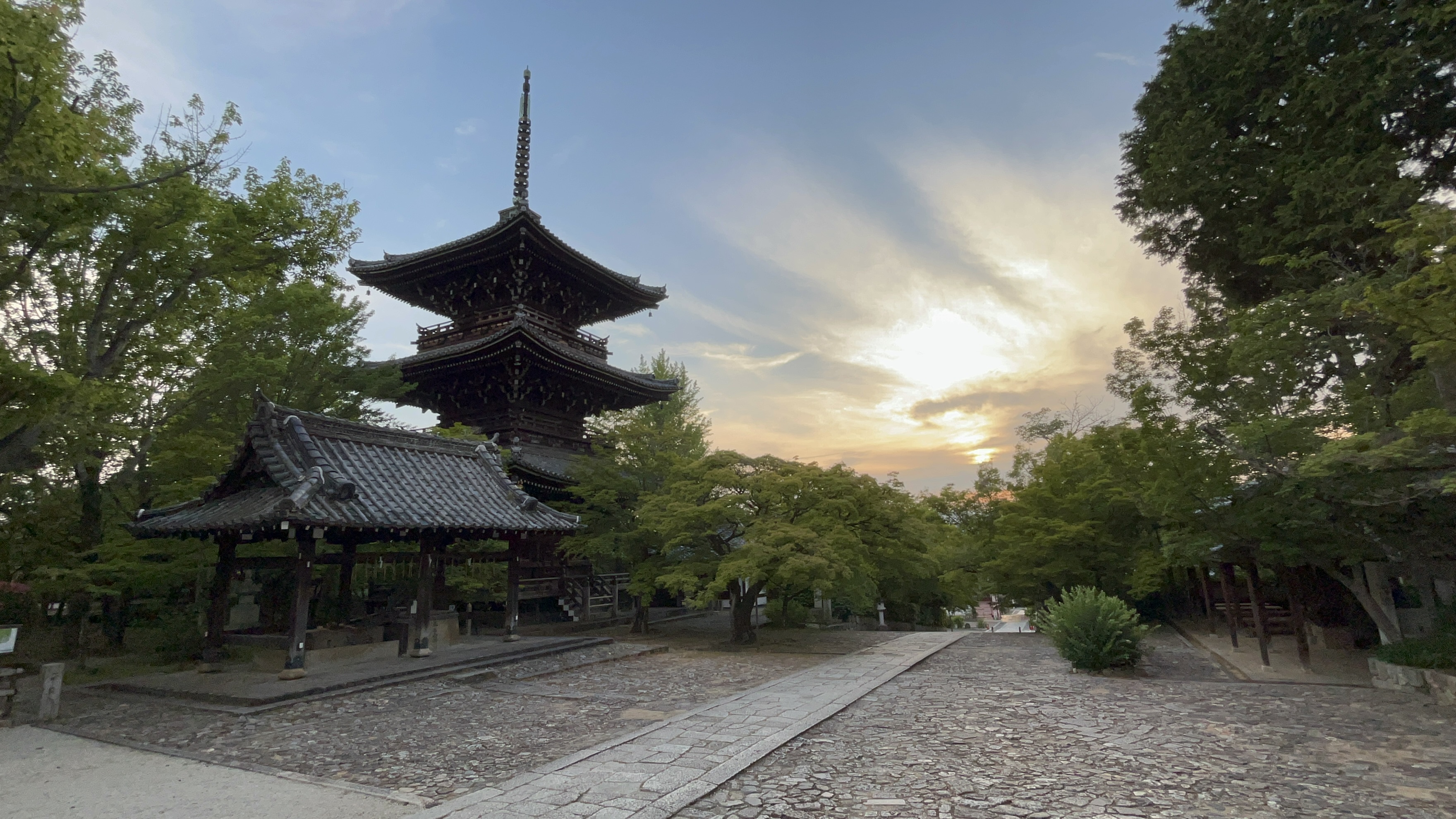 Cherry Blossoms in Kyoto
